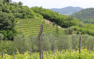 Dal cuore dei Colli Euganei sorge "La Casa sulla Collina" 6 La Casa sulla Collina
