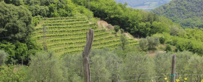 Dal cuore dei Colli Euganei sorge "La Casa sulla Collina" 1 La Casa sulla Collina