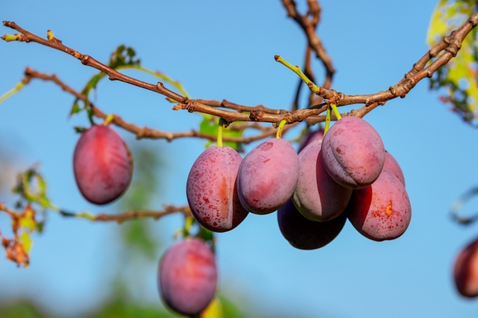 L’agricoltura italiana è la più verde d’Europa 1 agricoltura italiana green
