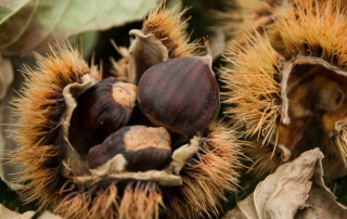 autunno castagne italiane