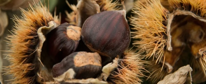 Il clima avverso ostacola la produzione di castagne italiane 4 autunno castagne italiane
