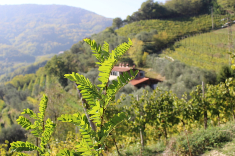 Dal cuore dei Colli Euganei sorge "La Casa sulla Collina" 1