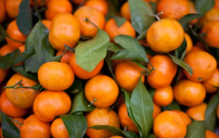 Presto sulle tavole le prime clementine sostenibili 3 clementine sostenibili