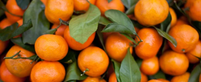 Presto sulle tavole le prime clementine sostenibili 3 clementine sostenibili