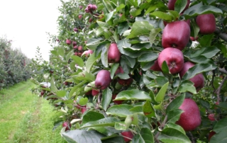 frutteto alimentare italiano