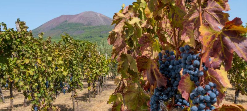 Cantina del Vesuvio: tutto il carattere del vulcano in un bicchiere 1