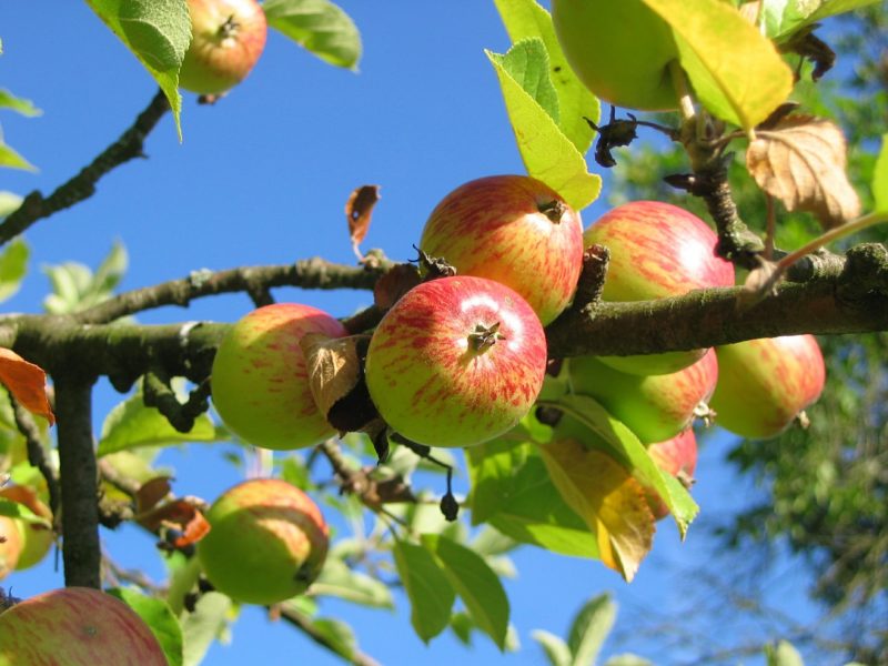 Presto si potrà raccogliere frutta gratuitamente a Copenaghen 1