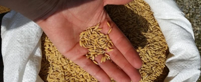Sale il consumo di riso italiano a causa dell'emergenza Coronavirus 3 Sale il consumo di riso italiano a causa dell'emergenza Coronavirus