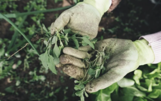 Come trovare lavoro dopo la laurea in agraria? Tante risposte e spunti in un unico libro 10 Come trovare lavoro dopo la laurea in agraria?