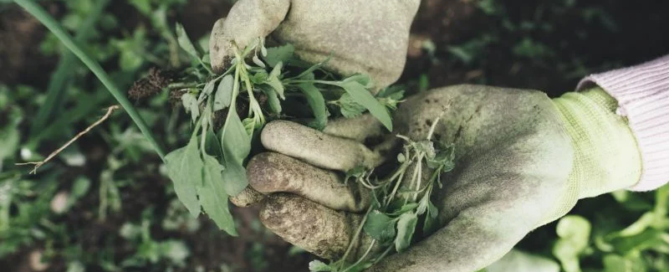 Come trovare lavoro dopo la laurea in agraria? Tante risposte e spunti in un unico libro 5 Come trovare lavoro dopo la laurea in agraria?