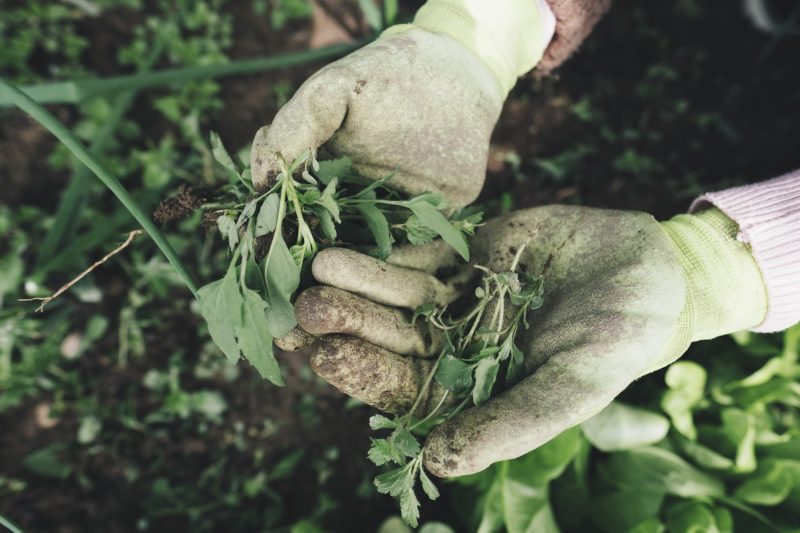 Come trovare lavoro dopo la laurea in agraria?