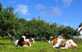 Adotta una mucca e ricevi burro e formaggi freschi e genuini