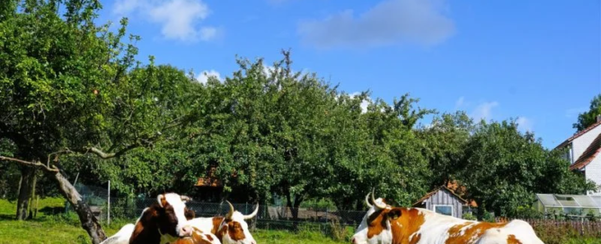 Adotta una mucca e ricevi burro e formaggi freschi e genuini 2 Adotta una mucca e ricevi burro e formaggi freschi e genuini