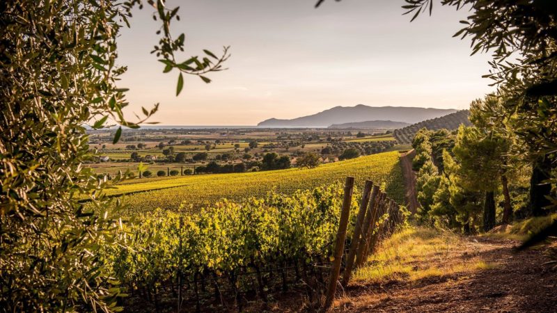 Monteverro, un vino toscano con carattere internazionale 1