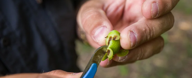 Tradizione e sapori alla base dell'Olio dé Liva 1 Tradizione e sapori alla base dell'Olio dé Liva