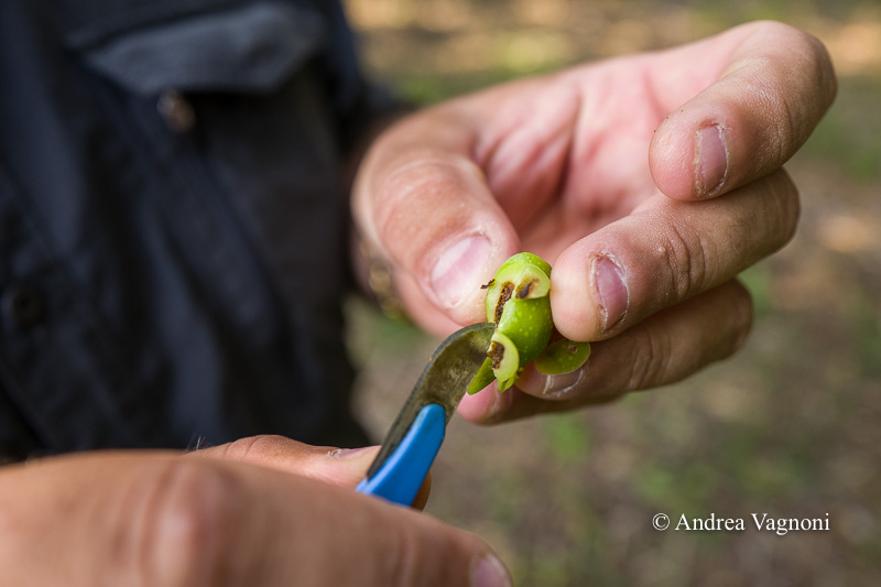 Tradizione e sapori alla base dell'Olio dé Liva