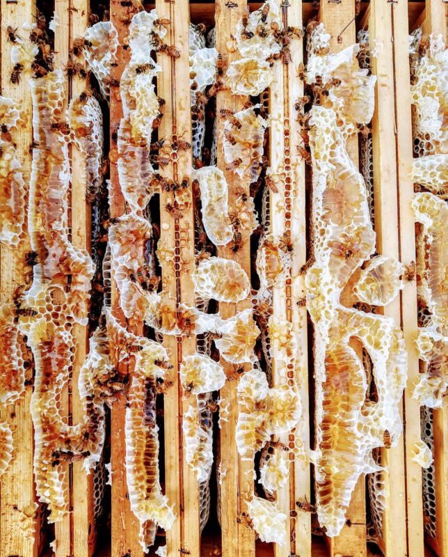 I sapori contrastanti della Puglia nel miele La Pecheronza 1