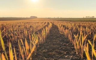 Azienda agricola Milonia: terra, grano, passione nel cuore della Basilicata