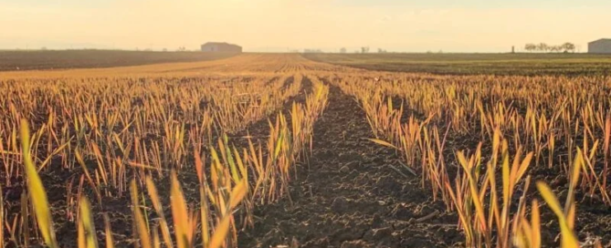 Azienda agricola Milonia: terra, grano, passione nel cuore della Basilicata 1 Azienda agricola Milonia: terra, grano, passione nel cuore della Basilicata