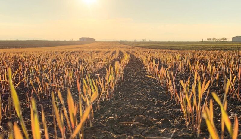 Azienda agricola Milonia: terra, grano, passione nel cuore della Basilicata