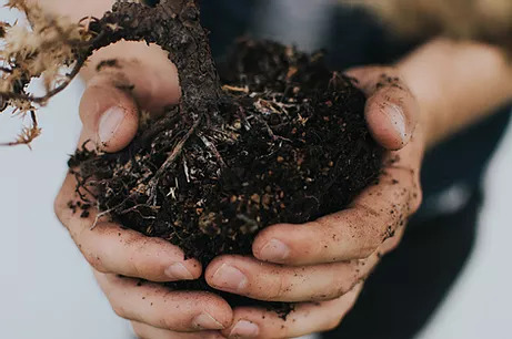 Dai migliori bulbi nasce lo zafferano dell’Azienda Agricola Zalino 1