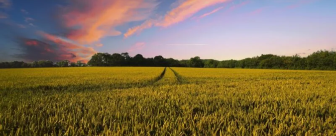 Grazie a geoFootprint arriva la mappa dell'impatto ambientale 2 geoFootprint agricoltura
