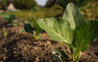 Fattoria sociale Fuori di zucca: coltivazioni biologiche per il sociale 3 Fattoria sociale Fuori di zucca