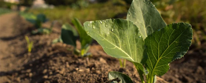 Fattoria sociale Fuori di zucca: coltivazioni biologiche per il sociale 7 Fattoria sociale Fuori di zucca