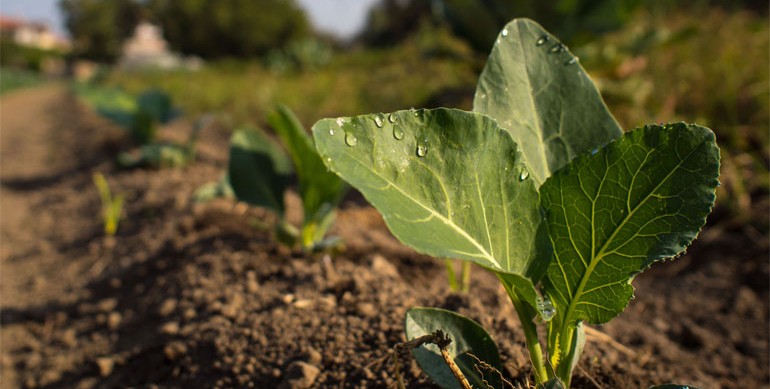 Fattoria sociale Fuori di zucca