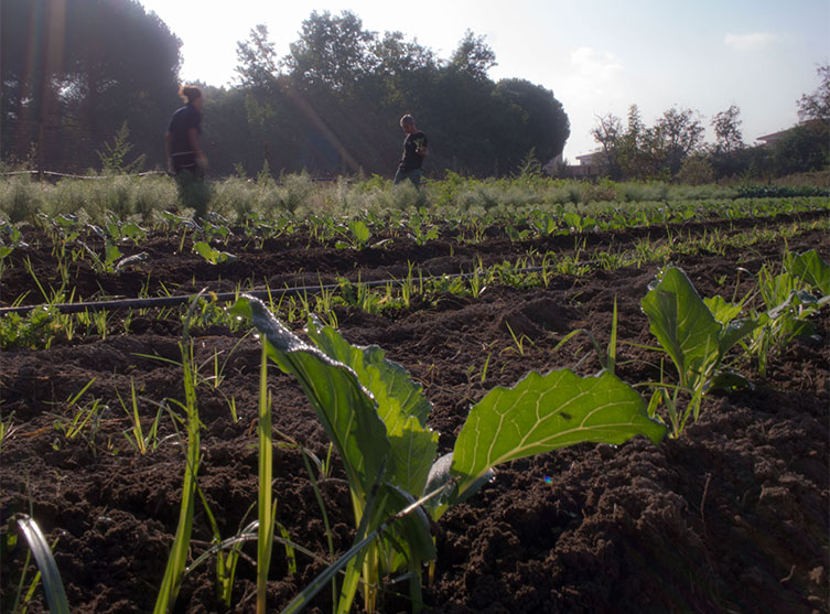 Fattoria sociale Fuori di zucca: coltivazioni biologiche per il sociale 1