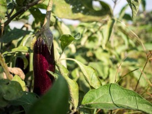 Fattoria sociale Fuori di zucca: coltivazioni biologiche per il sociale 2