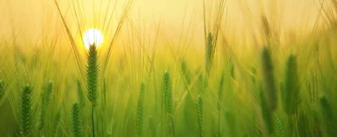Il futuro del nostro pianeta è in mano alla sostenibilità agroalimentare? 10 sostenibilità agroalimentare