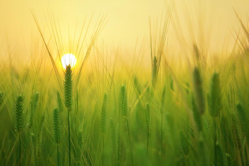 sostenibilità agroalimentare