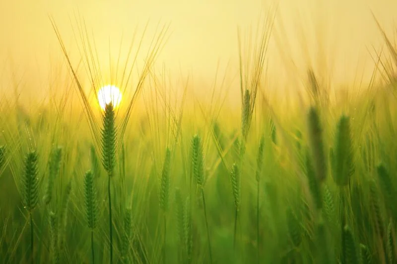 sostenibilità agroalimentare sostenibilità agroalimentare