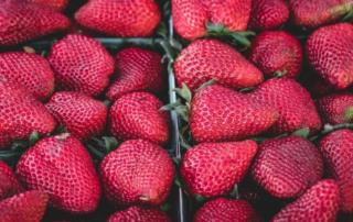 Produzione di fragole in Italia, tornano i grandi investimenti 7 fragole