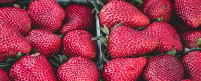 Produzione di fragole in Italia, tornano i grandi investimenti 5 fragole