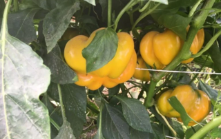 Azienda Agricola Bruno Sodano: tradizioni contadine ed eccellenze campane 2 Azienda Agricola Bruno Sodano