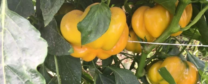 Azienda Agricola Bruno Sodano: tradizioni contadine ed eccellenze campane 2 Azienda Agricola Bruno Sodano