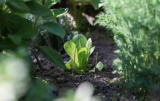 Indoor Farming e Agroecologia. Quale sarà il futuro dell’agricoltura? 7 agricoltura