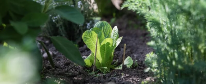 Indoor Farming e Agroecologia. Quale sarà il futuro dell’agricoltura? 10 agricoltura