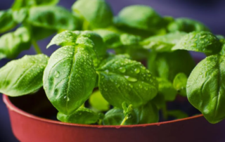 Basilico Genovese DOP e il nuovo progetto Genovese Storico 3 Basilico Genovese DOP