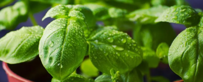 Basilico Genovese DOP e il nuovo progetto Genovese Storico 3 Basilico Genovese DOP