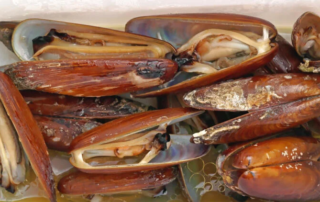 Dai ghiri ai datteri di mare, i piatti proibiti che danneggiano l'ambiente 3 datteri di mare