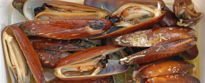 Dai ghiri ai datteri di mare, i piatti proibiti che danneggiano l'ambiente 1 datteri di mare