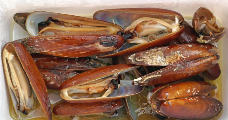 datteri di mare datteri di mare