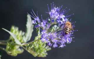 Beetourism: il turismo del miele diventa un trend per il 2021 3 beetourism