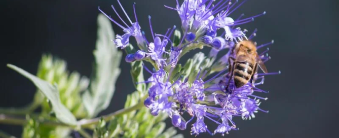 Beetourism: il turismo del miele diventa un trend per il 2021 2 beetourism