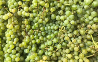 Vino e sostenibilità: la seconda vita dei prodotti di scarto 6 sostenibilità vino