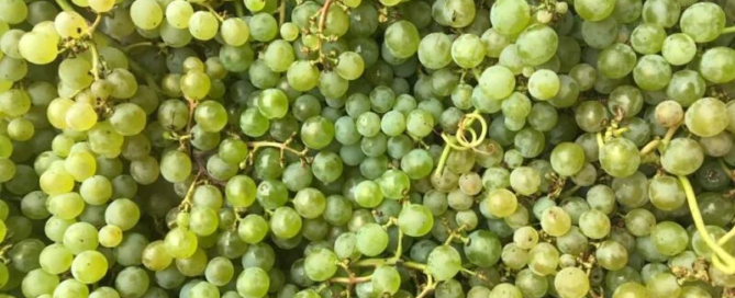 Vino e sostenibilità: la seconda vita dei prodotti di scarto 6 sostenibilità vino