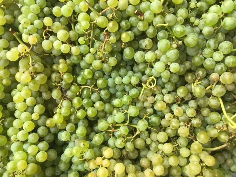 sostenibilità vino sostenibilità vino
